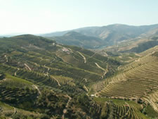 Les vignobles du Douro