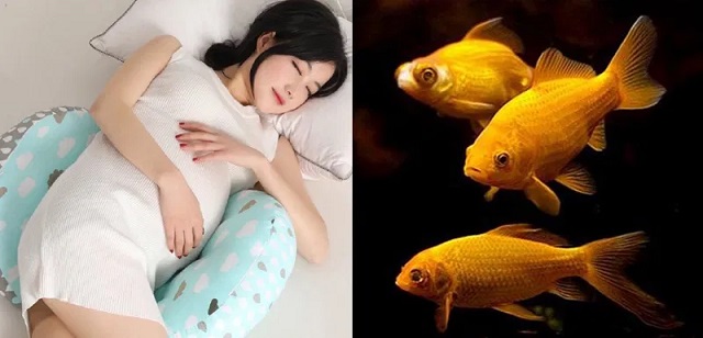 Nằm mơ thấy cá chép đánh con số mấy may mắn? Nằm mơ thấy cá chép đánh con số mấy may mắn?
