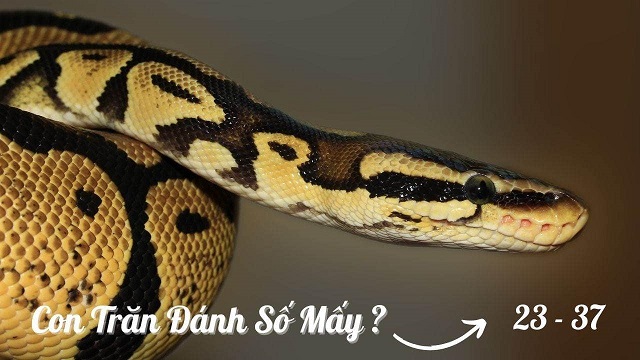 Nằm mơ thấy trăn đánh con số mấy? Nằm mơ thấy trăn đánh con số mấy?