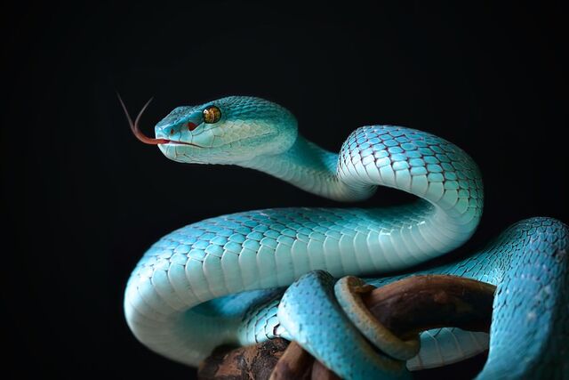 Mơ thấy rắn cắn