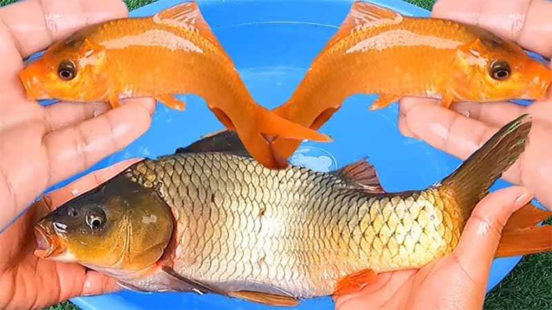 Con cá số mấy? Giải mã giấc mơ thấy cá cực chuẩn và may mắn