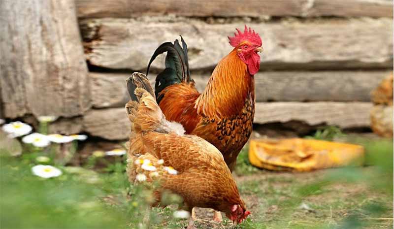 Con gà số mấy? Bật mí ý nghĩa giấc mơ thấy gà chuẩn nhất