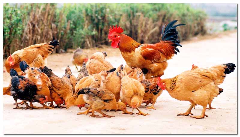 Con gà số mấy? Bật mí ý nghĩa giấc mơ thấy gà chuẩn nhất