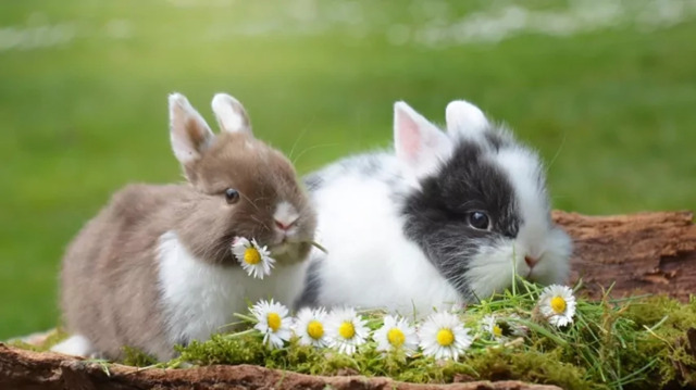 Giải mã điềm báo theo hành động của thỏ Giải mã điềm báo theo hành động của thỏ