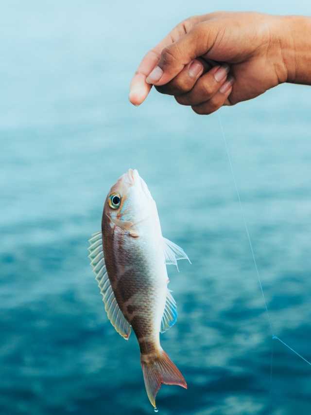 Mơ bắt được cá nhỏ Mơ bắt được cá nhỏ