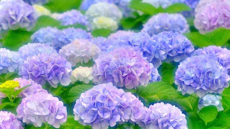 Hoa số mấy? Giải mã giấc mơ thấy hoa và con số may mắn