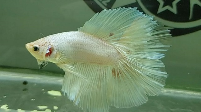 Cá trắng và sự luân chuyển trong Ngũ hành Cá trắng và sự luân chuyển trong Ngũ hành
