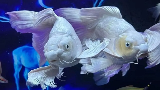 Nằm mơ thấy cá trắng chết đánh con gì? Nằm mơ thấy cá trắng chết đánh con gì?