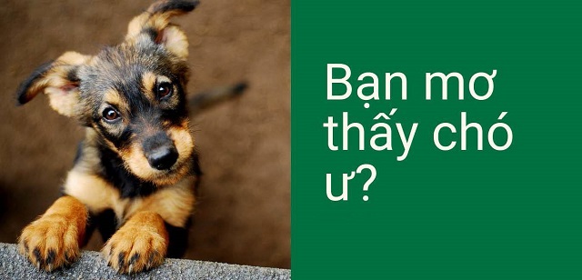 Nằm mơ thấy chó đánh con gì? Nằm mơ thấy chó đánh con gì?