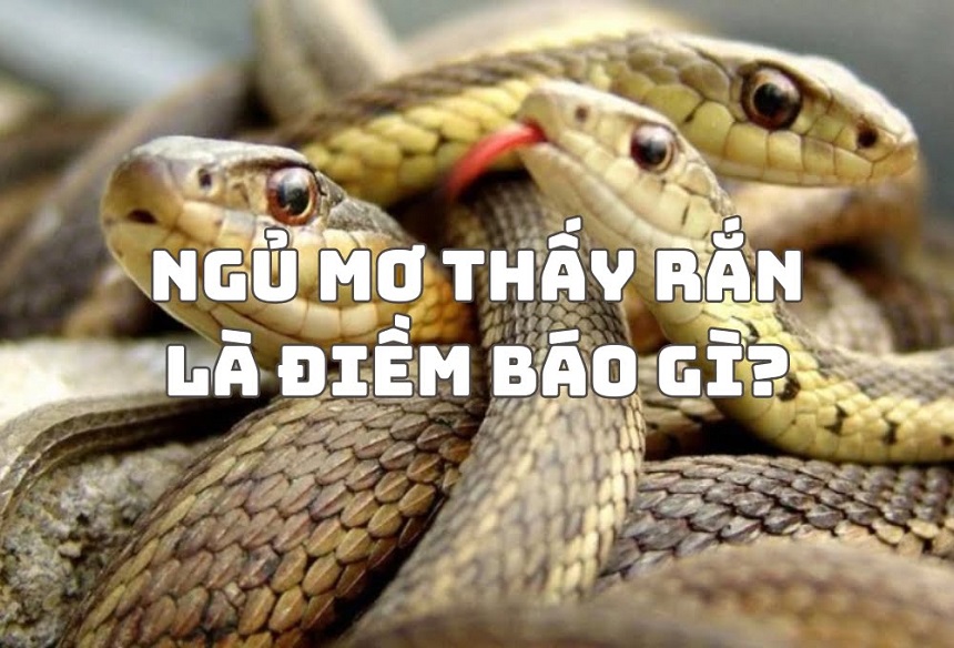 Sổ mơ lô đề con vật